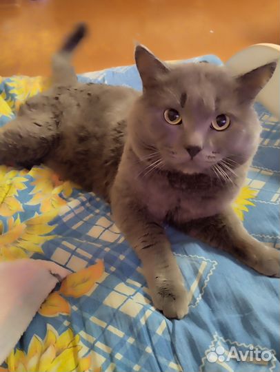 Кот в добрые руки
