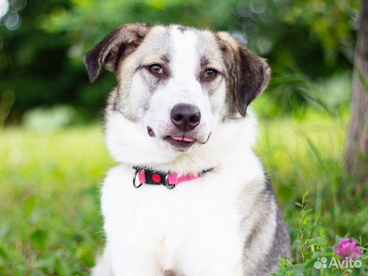 Активная собака в добрые руки