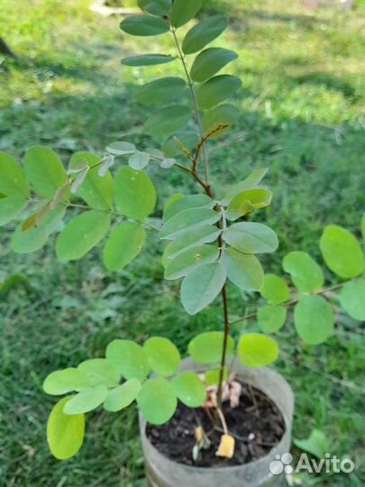 Белая акация