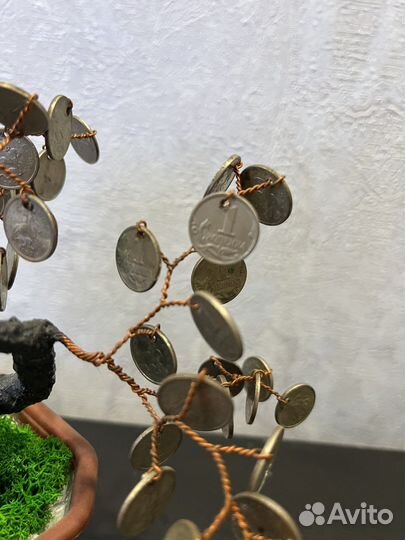 Мини бонсай. Денежное дерево