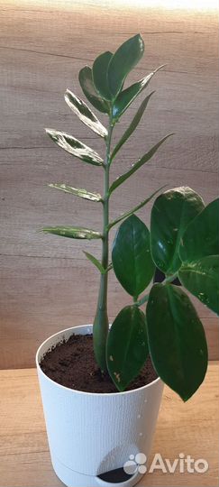 Замиокулькас