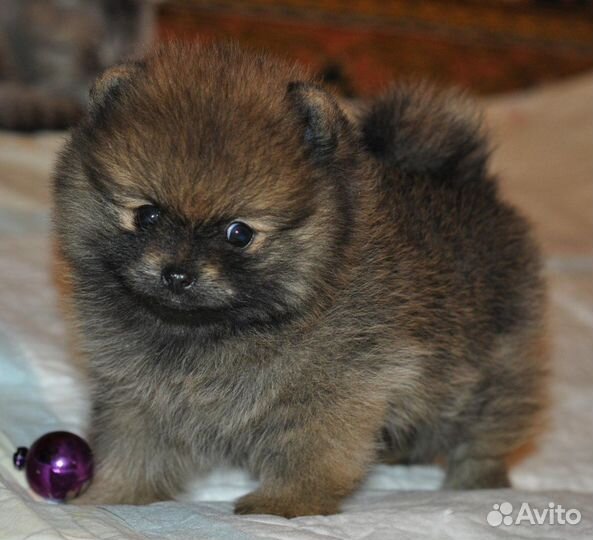 Померанский шпиц медвежьего типа щенки