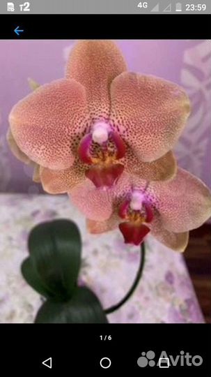 Орхидея фаленопсис