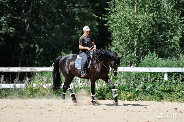 Продается молодой жеребец