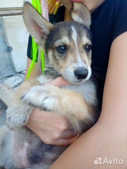 Щенки в добрые руки