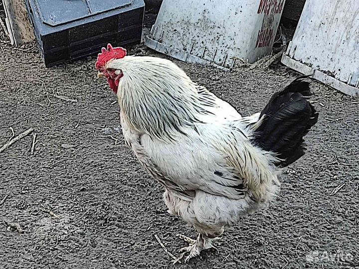 Молодые петухи