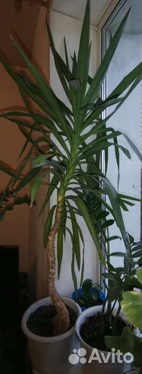 Юкка и др.комнатные цветы