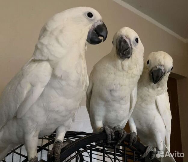 Какаду птенцы 4-5 мес