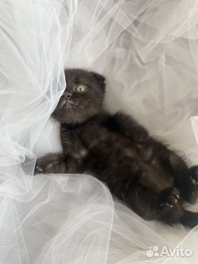 Шотландский кот