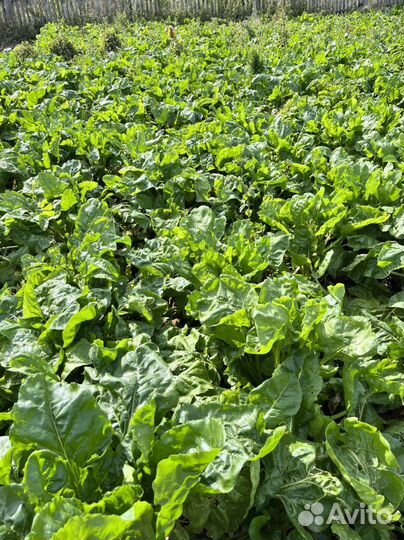 Кормовая свекла