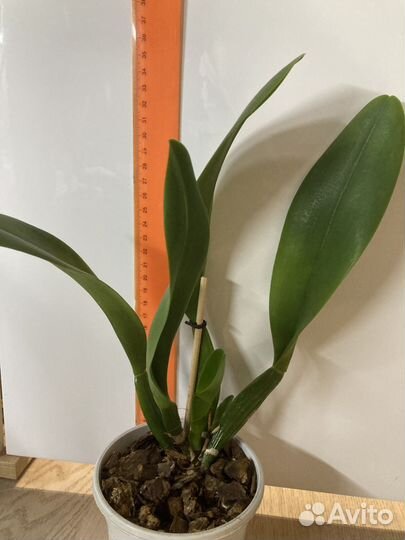 Орхидея Каттлея цвет-сюрприз