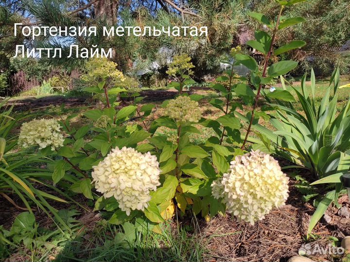 Гортензия метельчатая