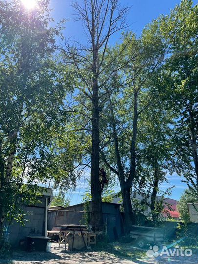 Спил деревьев, арбористика