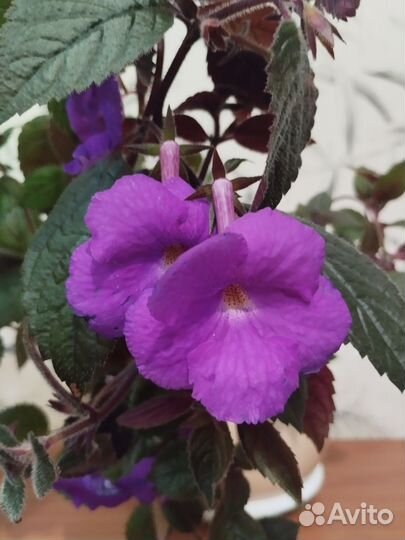 Ахименесы, колерия, эписции