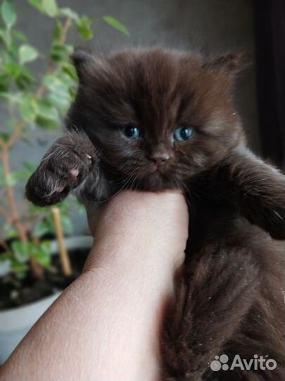 Британская длинношерстная