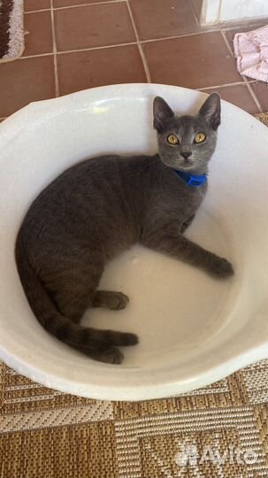 Котята в добрые руки британцы бонус