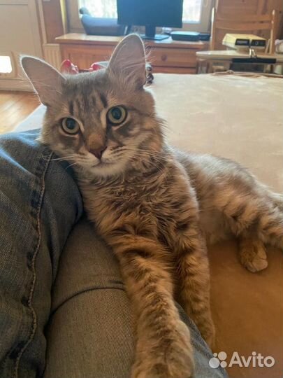 Кот. Котята. Кошка