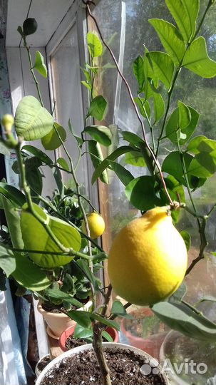 Лимон плодоносящий