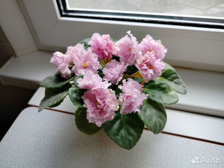 Фиалка махровая сортовая