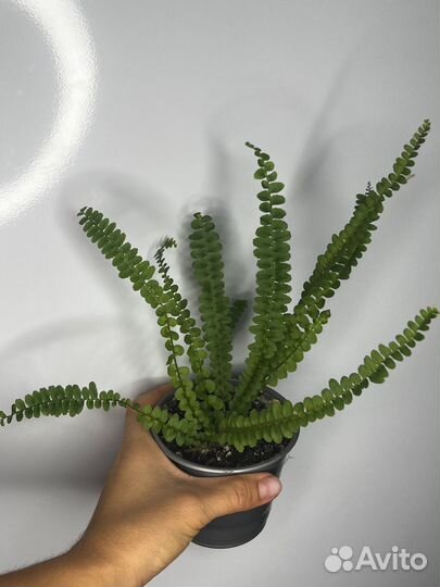 Папоротник