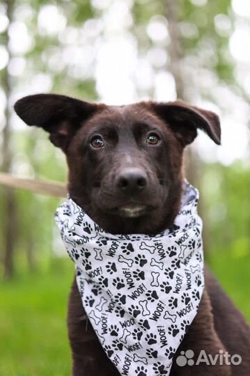 Щенок Несквик из приюта в добрые руки