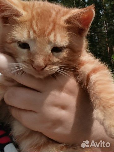 Котик рыжий