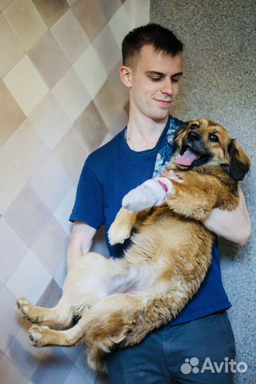 Щенок Адель из приюта