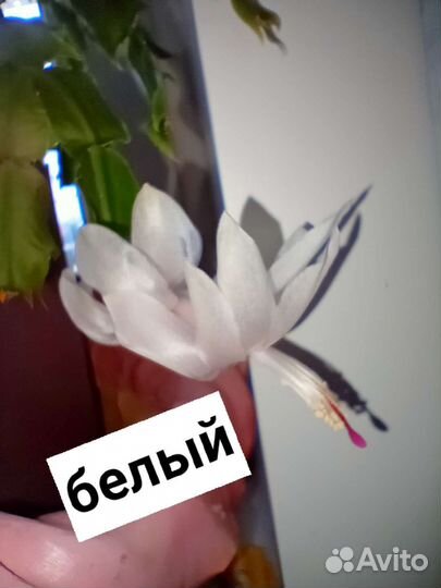 Декабрист белый, красный, розовый, персиковый