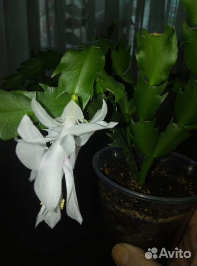 Шлюмбергера