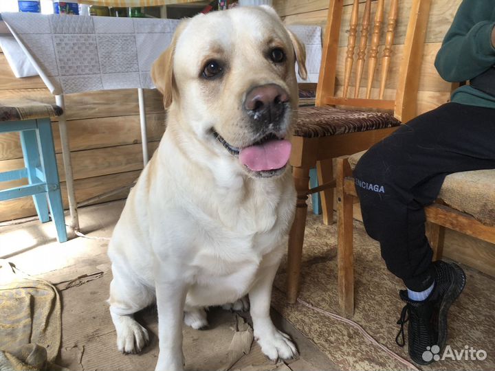 Лабрадор ретривер щенки