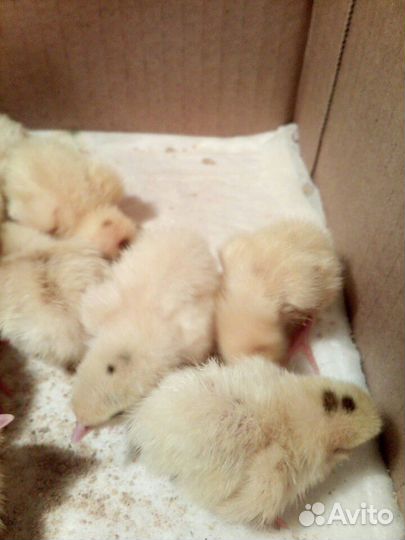 Перепел техасский