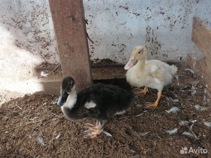 Утята обычные и метисы индийских бегунков