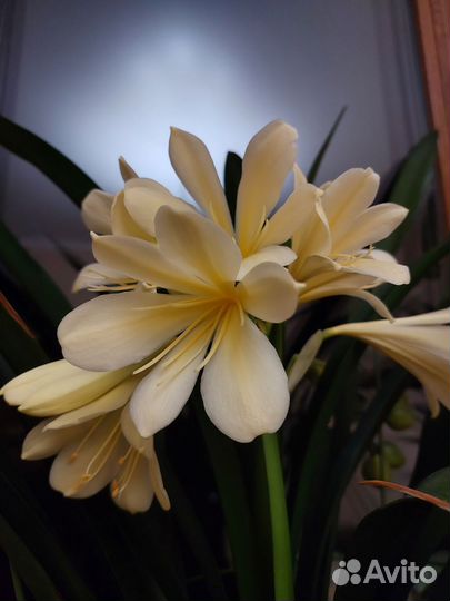 Кливия Цитрина желтая