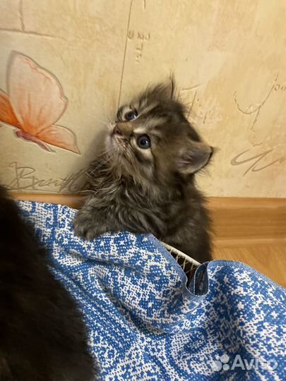 Курильский бобтейл