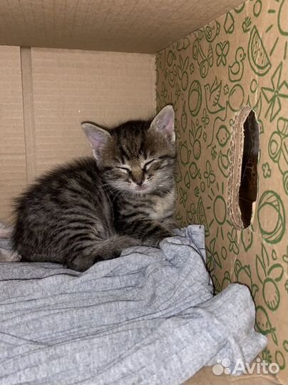 Отдам котят