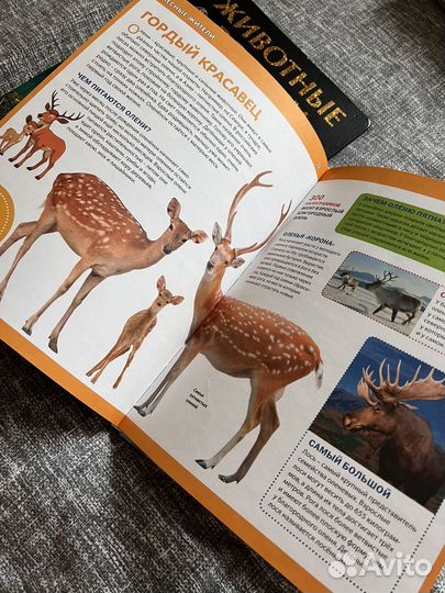 Книги энциклопедии про животных