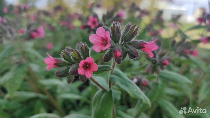 Медуница сахарная лат. Pulmonaria saccharata