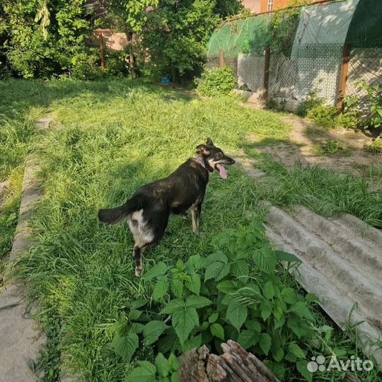 Ищет дом Азия