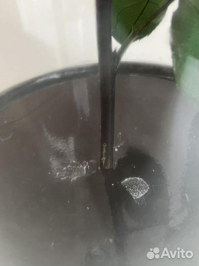 Роза в колбе живая декоративная