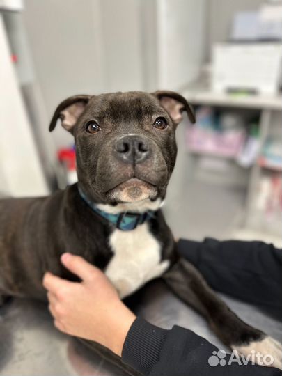 Стаффордширский бультерьер