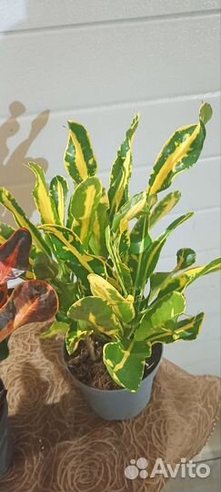 Комнатные растения