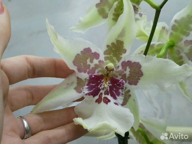 Крупная 80-90см орхидея редкая Беаллара крупноцвет