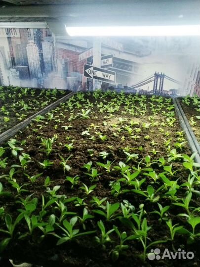 Рассада эустомы