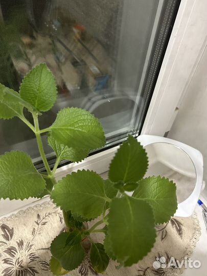 Комнатная мята