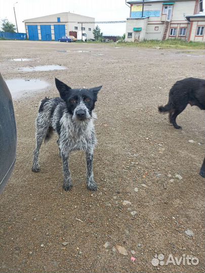 Щенок мальчик