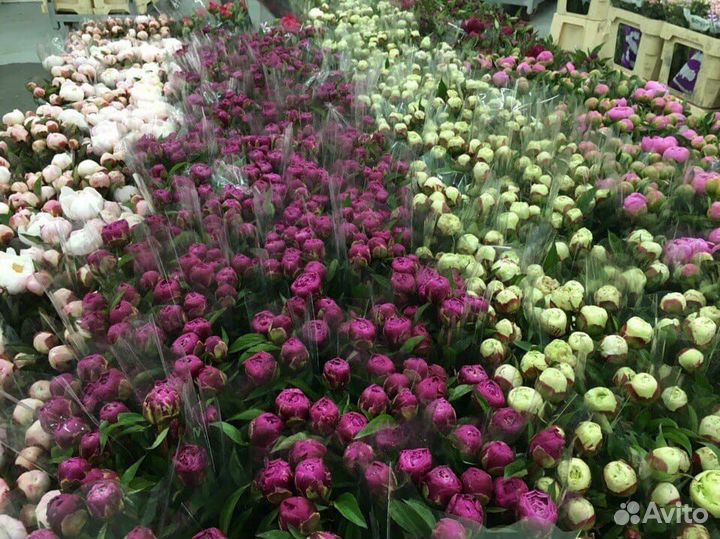 Букет цветы пионы