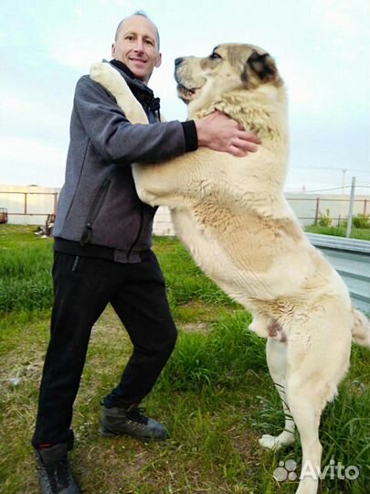 Вязка. Алабай, среднеазиатская овчарка