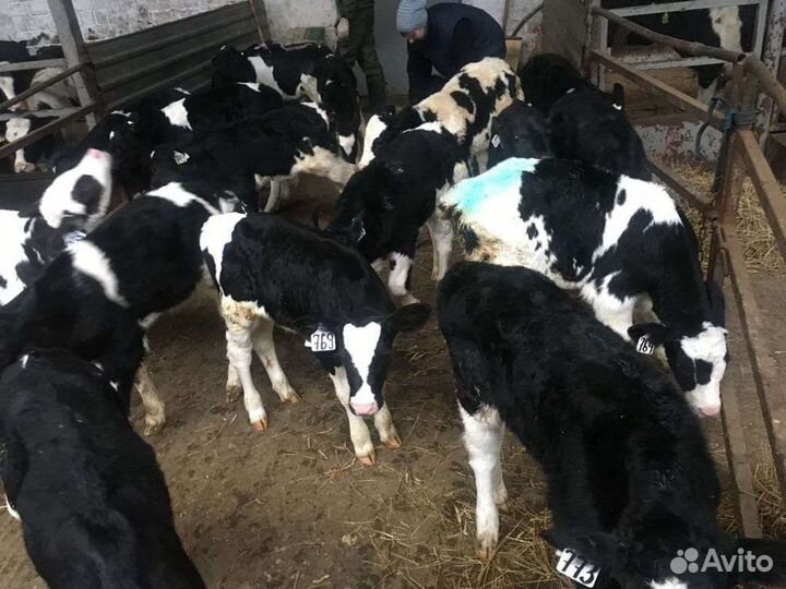 Телята бычки для откорма