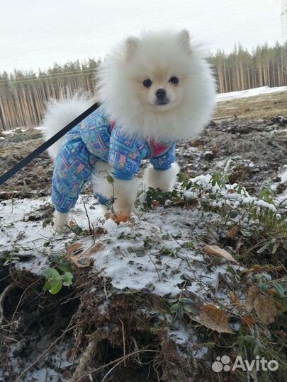 Костюм для маленьких собак