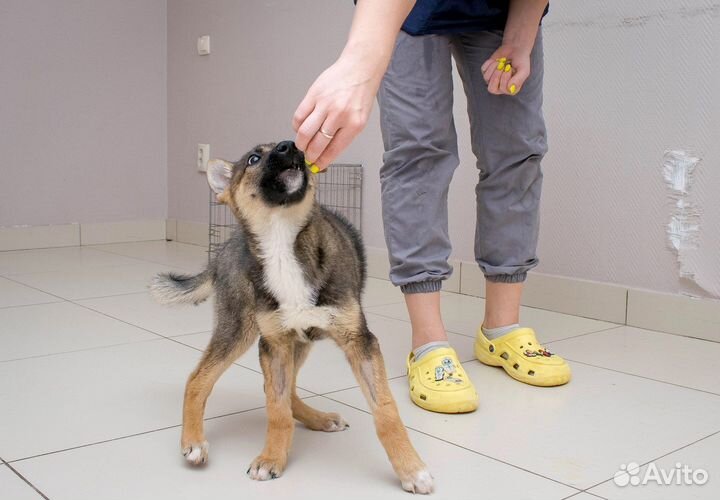 Собака в добрые руки